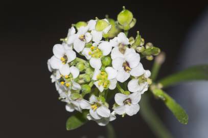 Fotografia da espécie Lepidium graminifolium