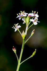 Fotografia da espécie Lepidium graminifolium