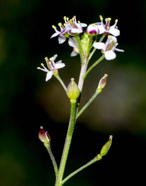 Fotografia 18 da espécie Lepidium graminifolium no Jardim Botânico UTAD
