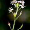 Fotografia 18 da espécie Lepidium graminifolium do Jardim Botânico UTAD