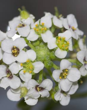 Fotografia 19 da espécie Lepidium graminifolium no Jardim Botânico UTAD