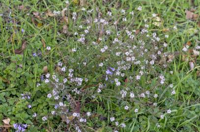 Fotografia da espécie Lepidium graminifolium