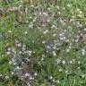 Fotografia 22 da espécie Lepidium graminifolium do Jardim Botânico UTAD