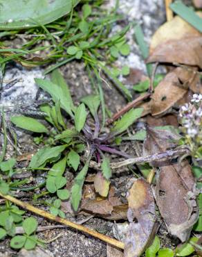 Fotografia 24 da espécie Lepidium graminifolium no Jardim Botânico UTAD