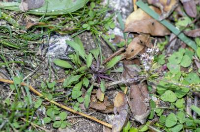 Fotografia da espécie Lepidium graminifolium