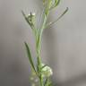 Fotografia 25 da espécie Lepidium graminifolium do Jardim Botânico UTAD