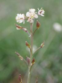 Fotografia da espécie Lepidium graminifolium