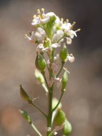 Fotografia da espécie Lepidium graminifolium