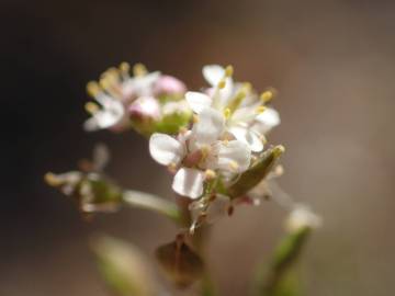 Fotografia da espécie Lepidium graminifolium