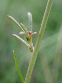 Fotografia da espécie Lepidium graminifolium