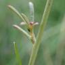 Fotografia 29 da espécie Lepidium graminifolium do Jardim Botânico UTAD