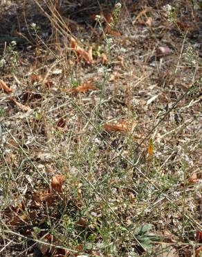 Fotografia 30 da espécie Lepidium graminifolium no Jardim Botânico UTAD