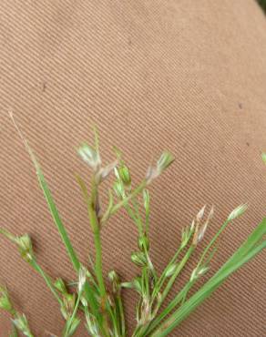 Fotografia 1 da espécie Juncus foliosus no Jardim Botânico UTAD