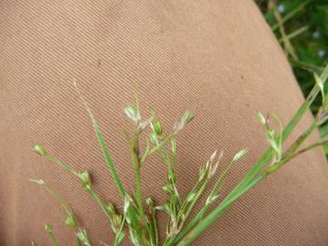 Fotografia da espécie Juncus foliosus