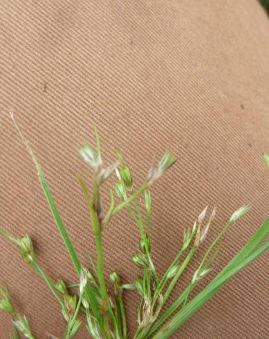 Fotografia de capa Juncus foliosus - do Jardim Botânico