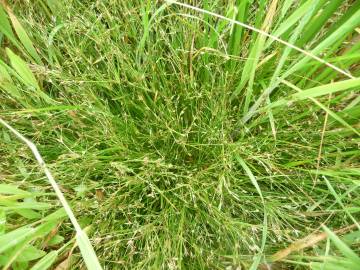 Fotografia da espécie Juncus foliosus