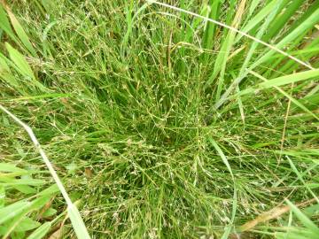 Fotografia da espécie Juncus foliosus