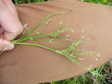 Fotografia da espécie Juncus foliosus