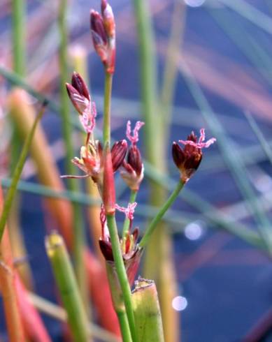 Fotografia de capa Juncus heterophyllus - do Jardim Botânico