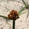 Fotografia 5 da espécie Juncus capitatus do Jardim Botânico UTAD