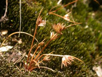 Fotografia da espécie Juncus capitatus