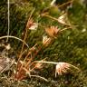 Fotografia 7 da espécie Juncus capitatus do Jardim Botânico UTAD