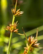 Fotografia da espécie Juncus capitatus