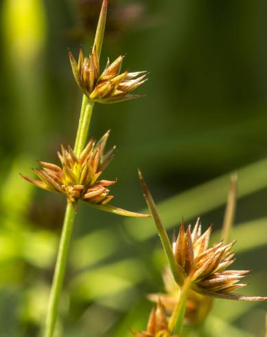 Fotografia de capa Juncus capitatus - do Jardim Botânico