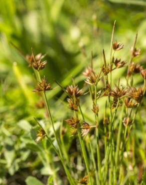 Fotografia 9 da espécie Juncus capitatus no Jardim Botânico UTAD