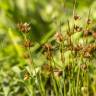 Fotografia 9 da espécie Juncus capitatus do Jardim Botânico UTAD