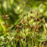 Fotografia 10 da espécie Juncus capitatus do Jardim Botânico UTAD