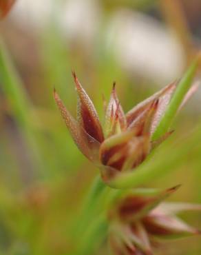 Fotografia 12 da espécie Juncus capitatus no Jardim Botânico UTAD