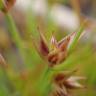 Fotografia 12 da espécie Juncus capitatus do Jardim Botânico UTAD