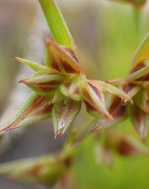 Fotografia 14 da espécie Juncus capitatus no Jardim Botânico UTAD