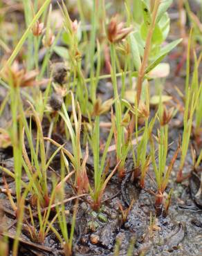 Fotografia 15 da espécie Juncus capitatus no Jardim Botânico UTAD