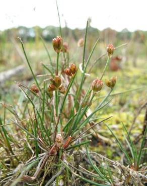 Fotografia 3 da espécie Juncus bulbosus no Jardim Botânico UTAD