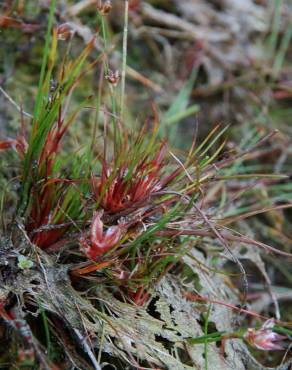 Fotografia 4 da espécie Juncus bulbosus no Jardim Botânico UTAD