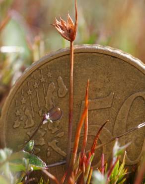 Fotografia 5 da espécie Juncus bulbosus no Jardim Botânico UTAD