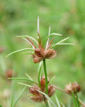 Fotografia 6 da espécie Juncus bulbosus no Jardim Botânico UTAD