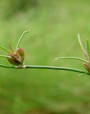 Fotografia 7 da espécie Juncus bulbosus no Jardim Botânico UTAD