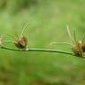 Fotografia 7 da espécie Juncus bulbosus do Jardim Botânico UTAD