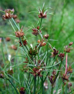 Fotografia 8 da espécie Juncus bulbosus no Jardim Botânico UTAD