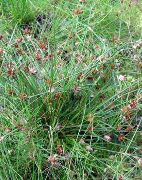 Fotografia 9 da espécie Juncus bulbosus no Jardim Botânico UTAD