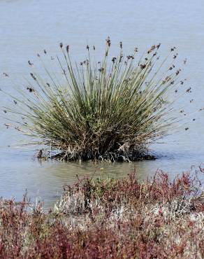 Fotografia 3 da espécie Juncus maritimus no Jardim Botânico UTAD