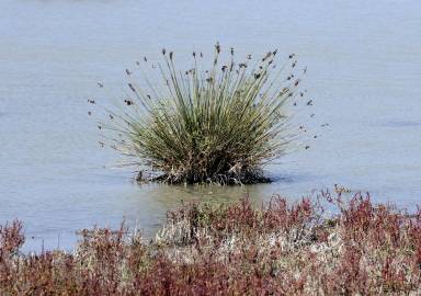 Fotografia da espécie Juncus maritimus