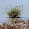 Fotografia 3 da espécie Juncus maritimus do Jardim Botânico UTAD