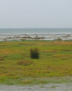 Fotografia 4 da espécie Juncus maritimus no Jardim Botânico UTAD