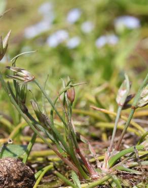 Fotografia 5 da espécie Juncus pygmaeus no Jardim Botânico UTAD