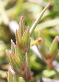 Fotografia da espécie Juncus pygmaeus