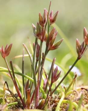 Fotografia 1 da espécie Juncus pygmaeus no Jardim Botânico UTAD